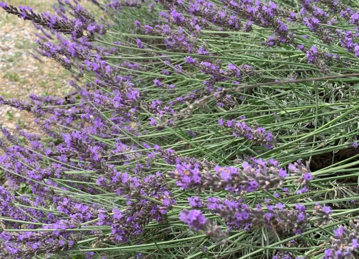 펜션 Maison Independante Dans Mas Provencal 아비뇽